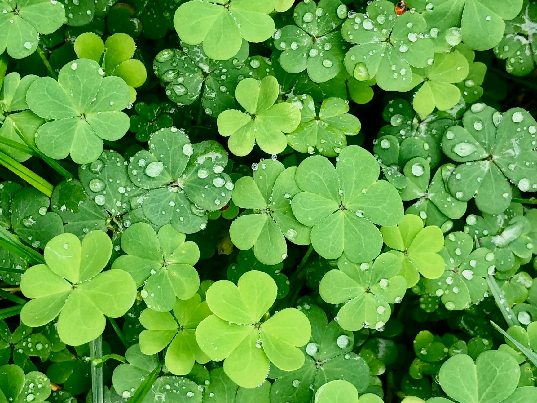 dew covered clover leaves in portugal garden